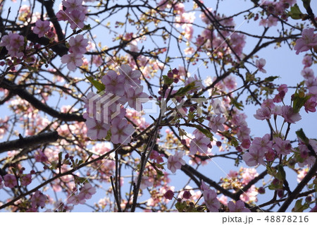 close-up Japan cherry blossom pink flower sakura close-up Japan cherry blossom pink flower sakura 48878216