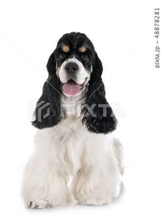 american cocker spaniel american cocker spaniel 48878281