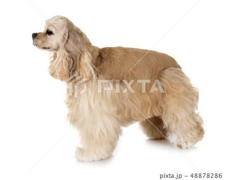 american cocker spaniel 48878286