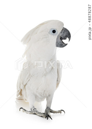 White cockatoo in studio White cockatoo in studio 48878287