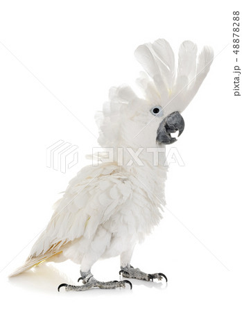 White cockatoo in studio 48878288