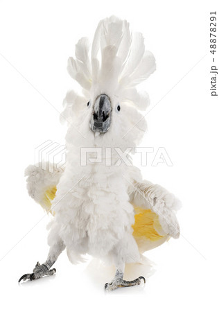 White cockatoo in studio 48878291