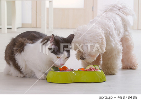 Dog and cat eating natural food from a bowl 48878488
