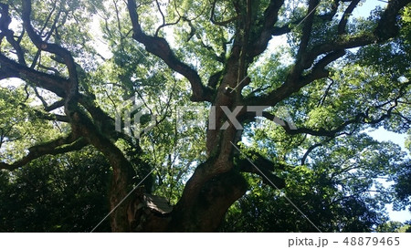 大木を見上げる 48879465