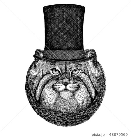 Wild animal wearing top hat, cylinder. Hipster manul, cat Wild animal wearing top hat, cylinder. Hipster manul, cat 48879569