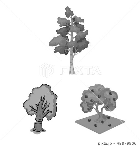 Vector design of tree  and forest sign. Collection of tree  and green vector icon for stock. 48879906