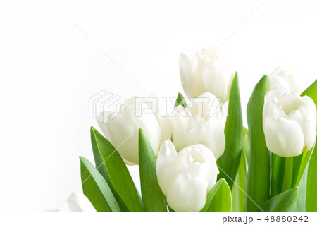 Bouquet of white tulip on white. Floral pattern. Bouquet of white tulip on white. Floral pattern. 48880242