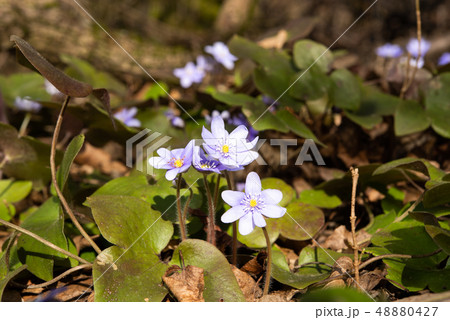 Hepatica Nobilis - first Spring Flower 48880427