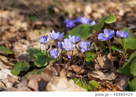 Hepatica Nobilis - first Spring Flower Hepatica Nobilis - first Spring Flower 48880429