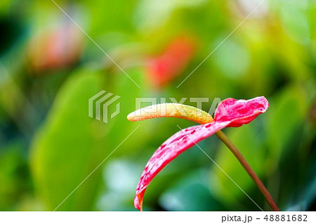 アンスリウム　観葉植物 48881682