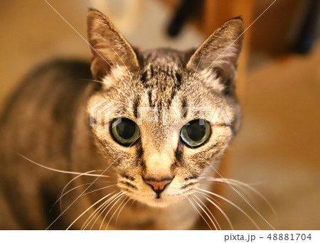 キジトラ猫 48881704