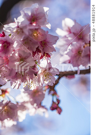 【熱海桜】 48881914