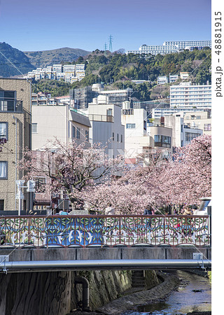 【熱海桜】 【熱海桜】 48881915