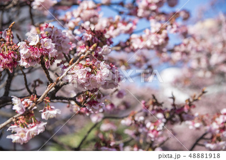 【熱海桜】 【熱海桜】 48881918