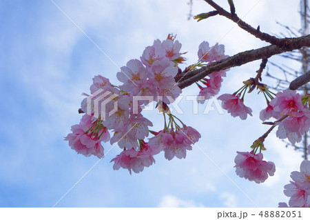 淡いピンク色の早咲きの桜の花 48882051
