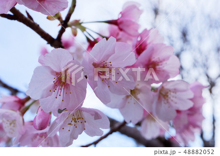 淡いピンク色の早咲きの桜の花 48882052