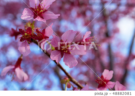ピンク色の琉球寒緋桜 48882081