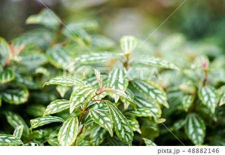 ピレア　観葉植物 48882146
