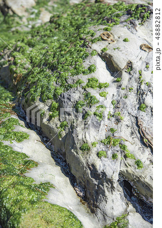 【荒崎海岸】　 48882812