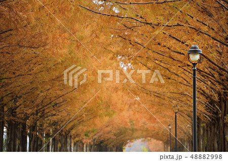 メタセコイア 紅葉 マキノ高原 メタセコイア 紅葉 マキノ高原 48882998