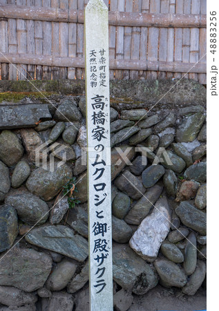 城下町小幡 ムクロジ　群馬県甘楽町　 48883256