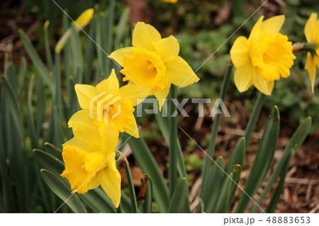 梅の公園で開花したラッパスイセン(6) 48883653