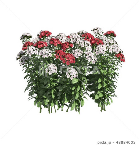 Plants 3d illustration isolated on the white background 48884005