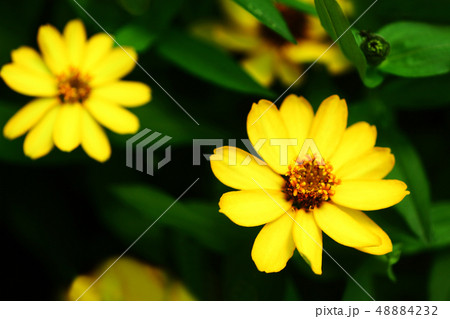 ジニア 黄色い花 ジニア 黄色い花 48884232