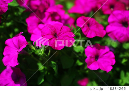 ペチュニア　濃紅色の花 48884266