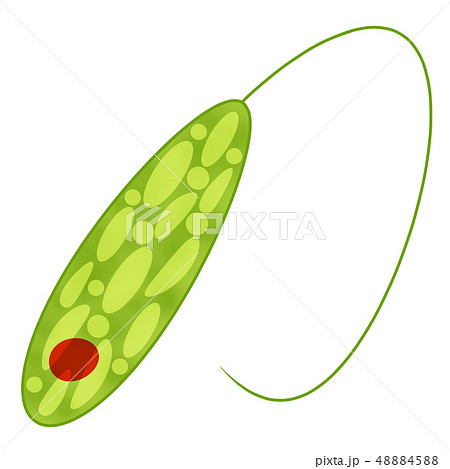 ミドリムシ 48884588