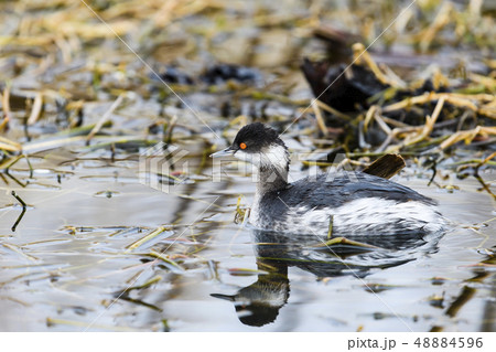 ハジロカイツブリ冬羽 48884596