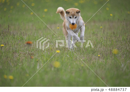 野原で遊ぶ柴犬 野原で遊ぶ柴犬 48884737