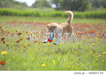 野原で遊ぶ柴犬 野原で遊ぶ柴犬 48884738