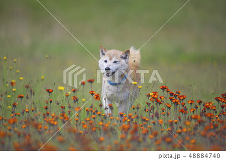 野原で遊ぶ柴犬 野原で遊ぶ柴犬 48884740