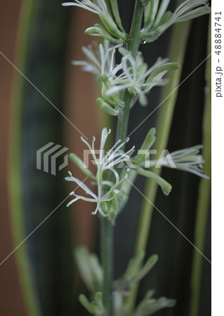 虎の尾（サンスベリア）の花 48884741