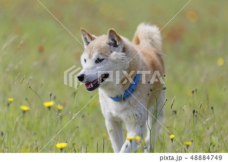 野原で遊ぶ柴犬 48884749