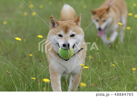 野原で遊ぶ柴犬 野原で遊ぶ柴犬 48884765
