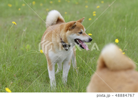 野原で遊ぶ柴犬 野原で遊ぶ柴犬 48884767