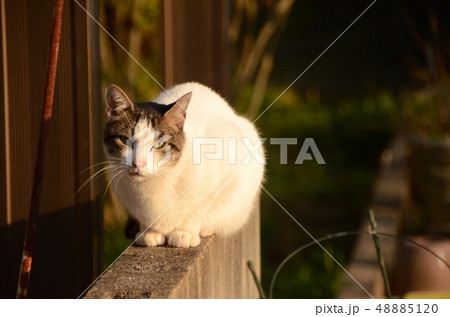 目つき悪いネコ 48885120