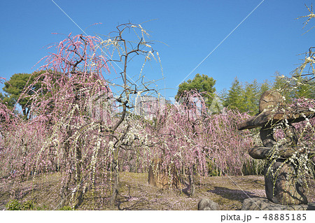 城南宮のしだれ梅 城南宮のしだれ梅 48885185