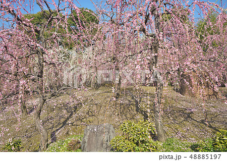 城南宮のしだれ梅 城南宮のしだれ梅 48885197