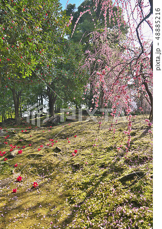 城南宮のしだれ梅 48885216