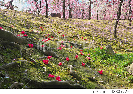 城南宮のしだれ梅 48885225