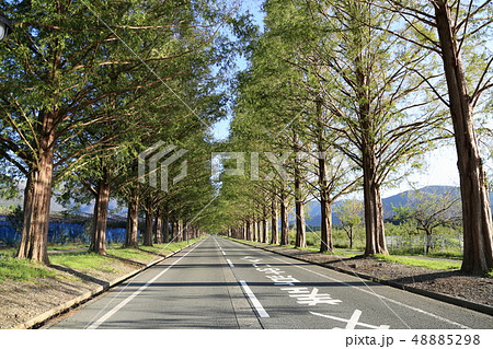 メタセコイヤ並木 【滋賀県高島市マキノ町】 48885298