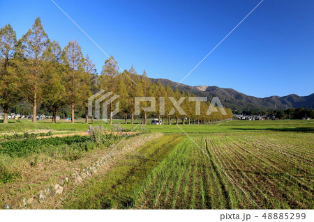 メタセコイア並木 【滋賀県高島市マキノ町】 48885299