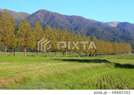 メタセコイア並木 【滋賀県高島市マキノ町】 48885302