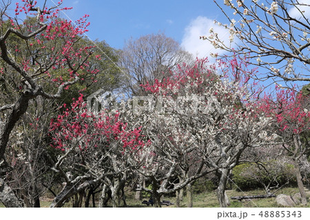 保久良梅林 48885343