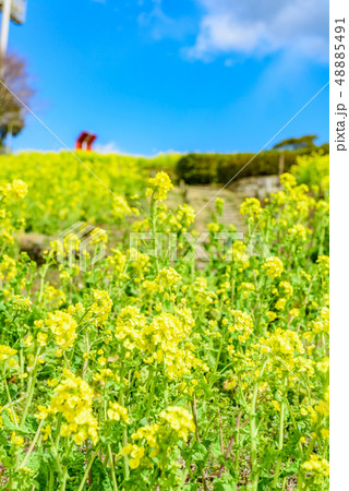 神戸総合運動公園 菜の花畑の写真素材