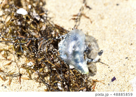 ホンダワラ類とカツオノエボシ（海岸漂着物） 48885859