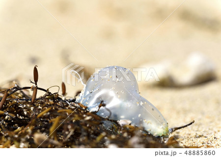 ホンダワラとカツオノエボシ(海岸漂着物) ホンダワラとカツオノエボシ(海岸漂着物) 48885860